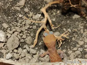Underwoodisaurus husbandi Albino Dickschwanzgecko  Bild 2