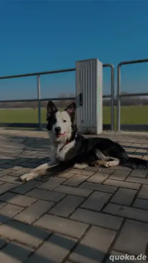 bordercollie deckrüde 