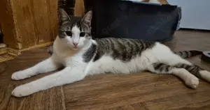Kater 107446 sucht sein Zuhause