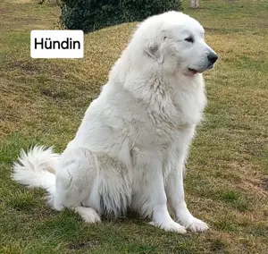 Pyrenäenberghundwelpen