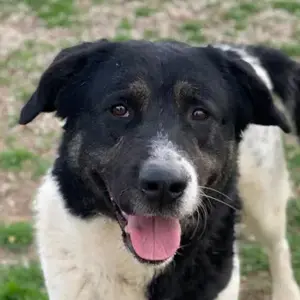 Thanio, geb. ca. 06 2020, lebt in GRIECHENLAND, im städt. Tierheim Serres 