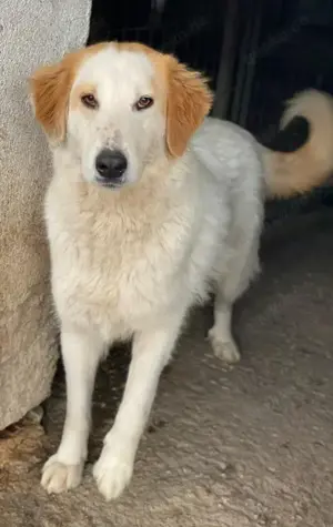 Tobby, geb. ca. 11 2022, lebt in GRIECHENLAND, im städt. Tierheim Serres Bild 4