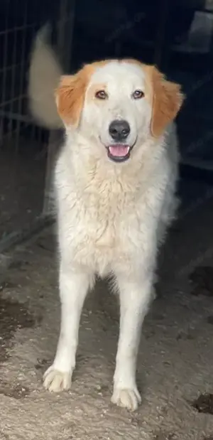 Tobby, geb. ca. 11 2022, lebt in GRIECHENLAND, im städt. Tierheim Serres Bild 2