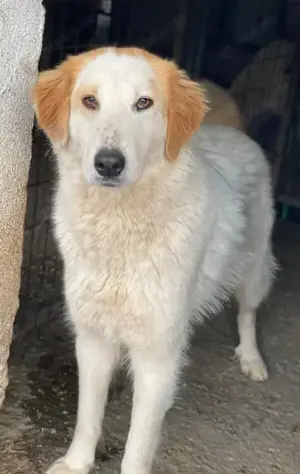 Tobby, geb. ca. 11 2022, lebt in GRIECHENLAND, im städt. Tierheim Serres Bild 7