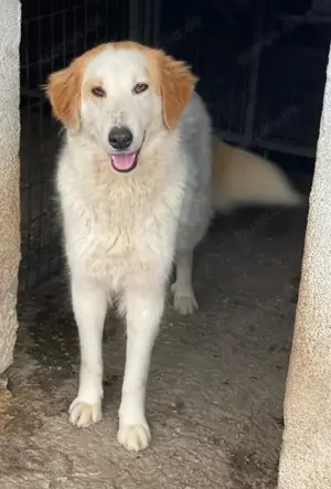 Tobby, geb. ca. 11 2022, lebt in GRIECHENLAND, im städt. Tierheim Serres Bild 10