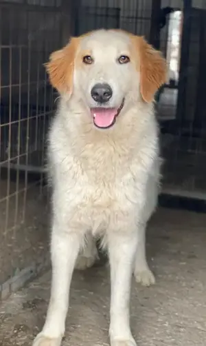 Tobby, geb. ca. 11 2022, lebt in GRIECHENLAND, im städt. Tierheim Serres Bild 3