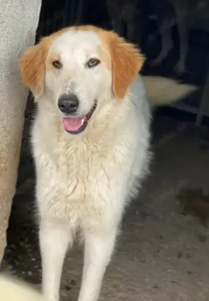 Tobby, geb. ca. 11 2022, lebt in GRIECHENLAND, im städt. Tierheim Serres Bild 8