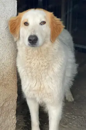 Tobby, geb. ca. 11 2022, lebt in GRIECHENLAND, im städt. Tierheim Serres Bild 9