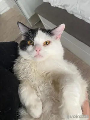 Ragdoll Katze