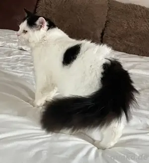 Ragdoll Katze Bild 2