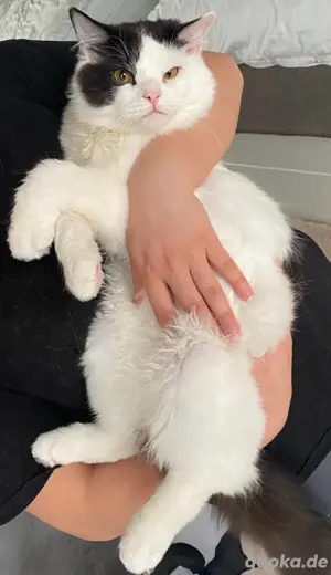 Ragdoll Katze Bild 3
