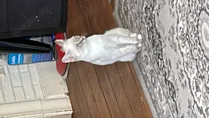 Katzen & Katzenbabys in Lübeck kaufen, verkaufen & zu verschenken