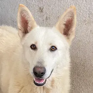 Gobi, geb. ca. 04 2021, lebt in GRIECHENLAND, im städt. Tierheim Serres