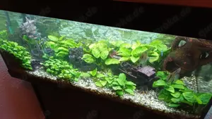 Verkaufe mein Aquarium 