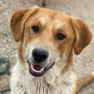 Imilo, geb. ca. 04 2024, lebt in GRIECHENLAND, im städt. Tierheim Serres 