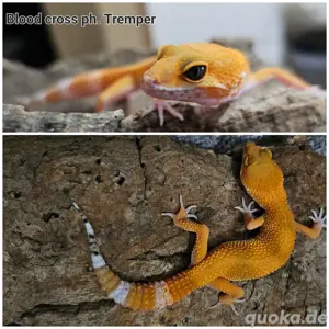 0.1 Leopardgecko Blood Cross ph. Tremper 