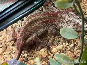 Höckerkopfgecko Männchen