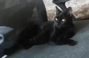 Schwarze Schönheiten, Katzen, kastriert 