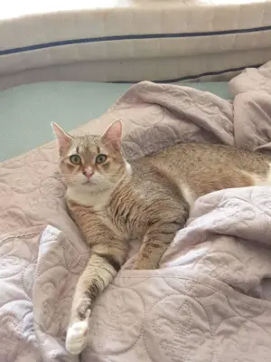 Andi, Kater in ungewöhnlicher Farbe, kastriert