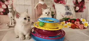 Zwei Brit.kurzhaar Kitten,Männlein,mit 2 Impfungen!!! Kitts, Katzen.Käztzchen Babys mit allem