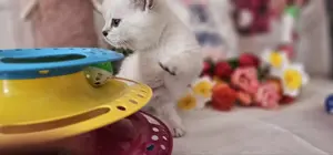 Britische kurzhaar Kitten, Point Bkh,mit 2 Impfungen  Kitts, Katzen. Käztzchen  Babys mit WOW Effekt