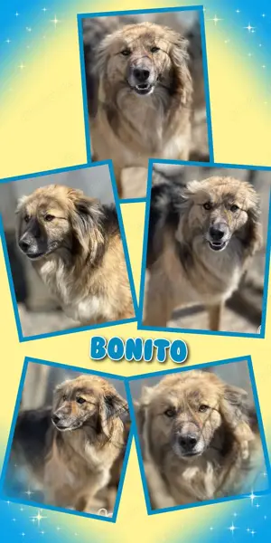 wunderschöner, lieber und ruhiger Hundejunge "Bonito" sucht ein Zuhause