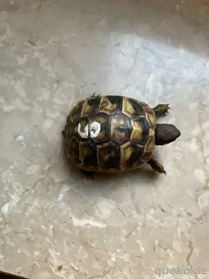 griechische Landschildkröten zu verkaufen