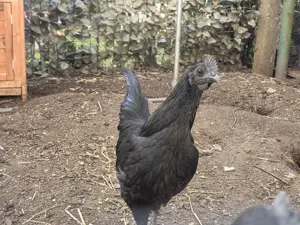 Junge Ayam Cemani Hähne abzugeben 