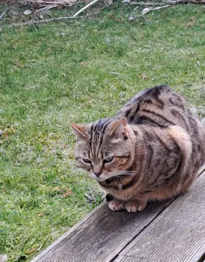 Bengalmischlingspärchen