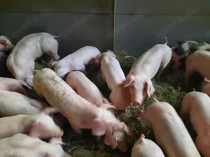 Ferkel Dl   Pi Schwein Sau 
