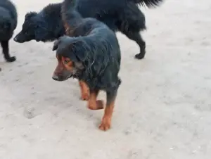 Familien Mischlings Hunde 