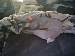 SUCHE Sphynx Katze -kein Verkauf-