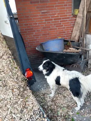 Familien bezogen Mischlings Hunde 