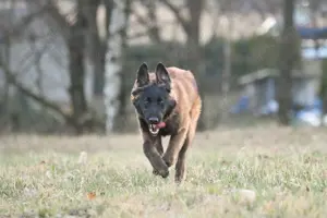 Belgischer Schäferhund Tervueren, 6 Monate alt, mit Stammbaum