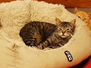 Liebe Rosie sucht ihr Kuschelkörbchen
