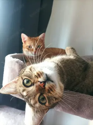 Schwestern Ginga&Bailey suchen ein Zuhause 