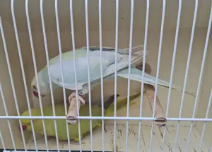 Halsbandsittich  Bild 9