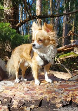 Chihuahua Deckrüden Bild 3