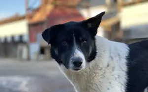 Ex-Kettenhund Collin sucht dich