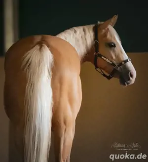 Quarter Horse Stute, Zuchtstute, Voodoo Dr.