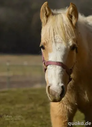 Quarter Horse Stute, jährling 