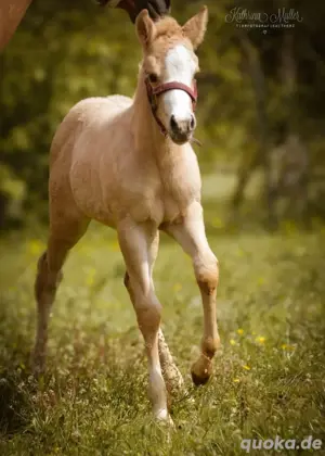 Quarter Horse Stute, zweijährig 