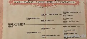 Quarter Horse Wallach  Bild 3