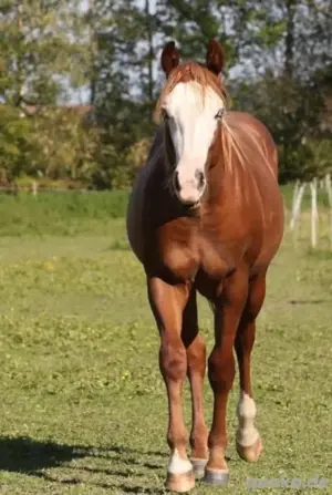 Quarter Horse 