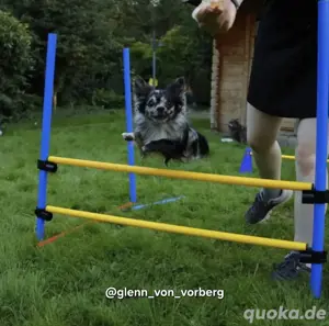 Chihuahua Deckrüde mit ZTP & AT, Merle, Championatsabstammung  Bild 8