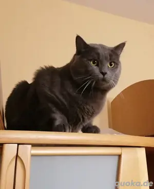 Deckkater, BKH    kein Verkauf! Bild 5