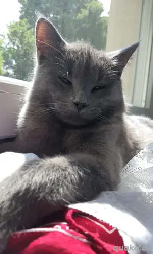 Deckkater, BKH    kein Verkauf! Bild 3