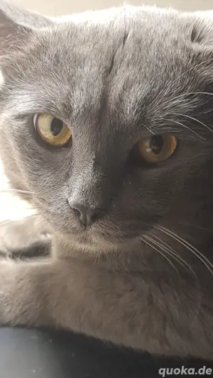 Deckkater, BKH    kein Verkauf! Bild 4