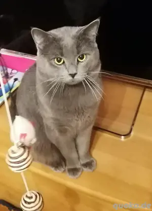 Deckkater, BKH    kein Verkauf! Bild 2