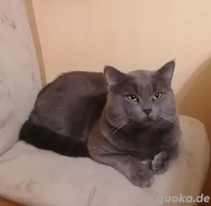 Deckkater, BKH    kein Verkauf! Bild 7